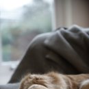 24시 나음동물 의료센터 이미지