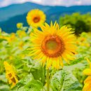 구와우농장 이미지