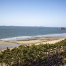 아일랜드리솜 이미지