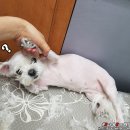 펫샵몽 네이버블로그