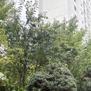 속눈썹 수 공방 | 주엽 속눈썹펌 눈빛공방에서 관리받고 온 후기🩵 (손상모에서 되살아난 속눈썹..)