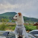 카누720애견풀빌라 네이버블로그
