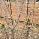 선향농장 이미지