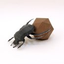 페이퍼펀