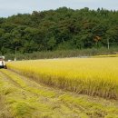 ＜사라네-우렁이쌀,잡곡＞밥맛좋은 일품 우렁이쌀(백미,현미)쌀눈쌀(찹쌀,찰현미)소백산웰빙농원 이미지