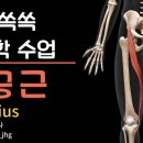 필라테스 강사를 위한 이해 쏙쏙 해부학― 봉공근 완전 정복