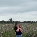 창내농장 | [경기남부가볼만한곳] 평택 가을 축제 코스모스 꽃길 / 공중 서커스 평택 농업경관콘서트 농락 공연...