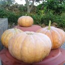 호박꽃식품 이미지