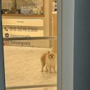 하이몽블리 이미지