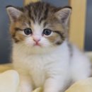 나는 고양이에 빠지다 이미지