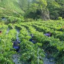 일월면사무소 이미지