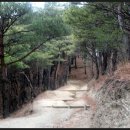 여송목재 Daum카페