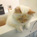 펫스토리 이미지