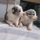 폼스하우스 이미지