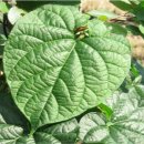 백하수오 이엽우피소 적하수오 잎으로 구분하기 이미지