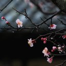 선비뜨락 이미지