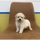 강아지와 고양이 이미지