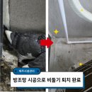 햇빛둥지 | 제주 비둘기 퇴치기를 설치했는데도 계속 오는 이유? 아파트 시공 후기