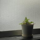 s.j soft(소프트) | 일본 후쿠오카 여행 : 나카스강 근처 카페 소프트 Cafe&amp;Bar SOFT