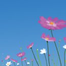 코스모스 이미지