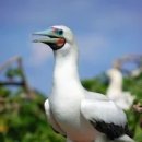 【얼가니새, 부비 Red-footed booby, Sula sula 】 「쉽게 잡히는 맹해 보이는 행동에서 기인」 이미지