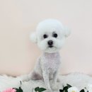 송댕송댕 이미지