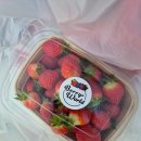 팜스월드(하늘농장) | 천안 베리월드 딸기체험 후기｜아이와 가볼만한곳, 설향 딸기 당도 미쳤다!