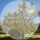 대구 가을 명소: 고즈넉한 서원과 400년된 은행나무 도동서원