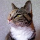 학익마을 이미지