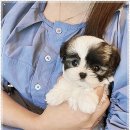 퍼피로그 강아지분양 창원점 이미지