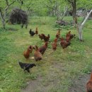 편백나무펜션2 이미지