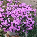 꽃잔디 [Moss Phlox] 이미지