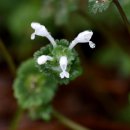 지구레코드 이미지