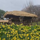 순성미술관 | [당진 벚꽃 실시간] 26년 4월4일 합덕제·순성벚꽃길·골정저수지 현황!(벚꽃 3대 명소)