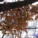 백양주유소 이미지