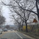 능북로 | 여주흥천남한강벚꽃축제 드라이브스루 미리 가봤습니다