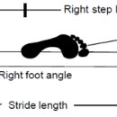 달리기에서 보폭 (stride length) vs 보속 (step frequency) 어떤게 더 중요할까요? (펌글) 이미지