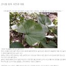 산나물 종류와사진 [식용방법] 이미지