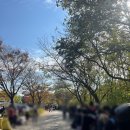 상암하늘공원 억새축제, 맹꽁이열차후기