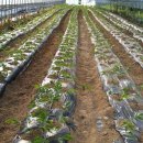 묘하우스 이미지