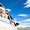 안녕펫택시 이미지