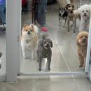 아잉독 애견카페 이미지