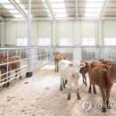 자원한우 이미지