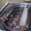 신안바다장어 이미지