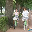 염치읍 은행나무길 이미지