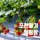 키즈팜 어린이집 | 포천딸기힐링팜 딸기 따기 체험 아이와 가기 좋은 체험농장