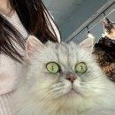 마이펫톡톡 이미지