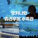 자연해양수족관 | 오키나와 츄라우미 수족관 입장권 구매 후기 및 돌고래쇼 시간