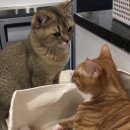 츄러스1500 경기하남점 | 경기·하남시 | 고양이 만화카페 냥이툰 후기 🐱📖