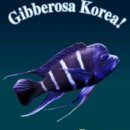 골드코리아 이미지